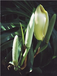 d6eb81f6-12 Monstera 0a vert.jpg